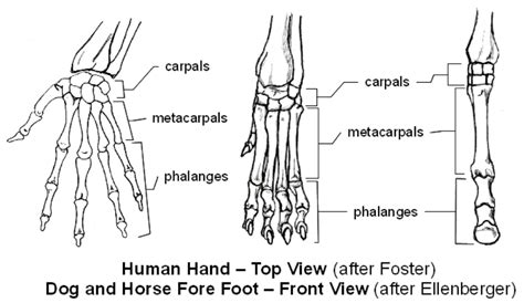 Carpal And Metacarpal Bones Diagram Quizlet