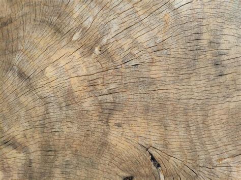 Cut Log Woodgrain Background Texture Stock Image Image Of Radiating