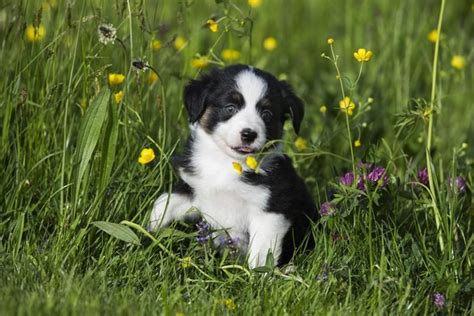 Can You Guess The Dog Breed Based On Its Puppy Picture Readers Digest