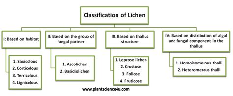 Lichenology Characteristics Of Lichen