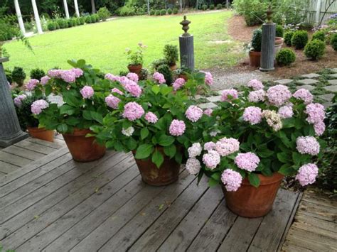 Floral arrangements can beautify any room in a house. Growing Hydrangeas in Pots - Container Garden Ideas | HGTV