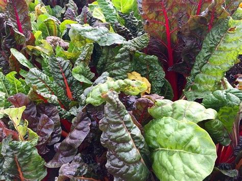 Learn About Swiss Chard Plant Spacing Learn