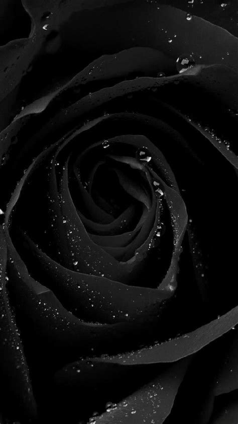 Dark Rose Phone Wallpaper Black Roses Wallpaper