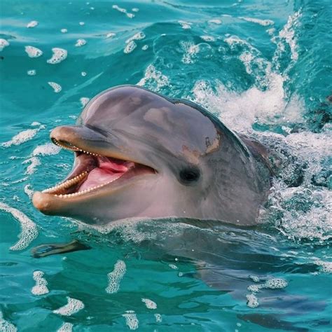 Cute Dolphin Dolphin Photos Animals Beautiful Dolphins
