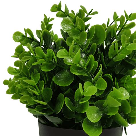 Small Potted Artificial Peperomia Plant UV Resistant 20cm png image