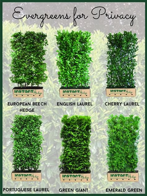 Privacy Hedges How To Plant A Privacy Hedge Arbor Day Blog Learn
