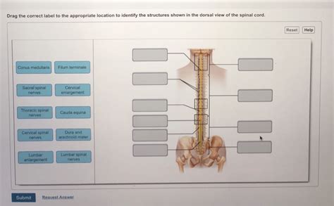 35 Label The Structures Of The Spinal Cord Labels For Your Ideas