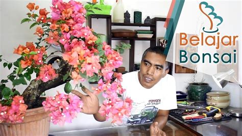 Pohon bunga kertas termasuk salah satu tanaman hias yang sangat populer di indonesia. Cara Membuat Bonsai Kembang Kertas (Bougainvillea) Berbunga
