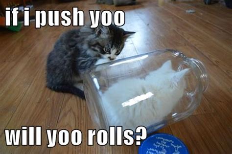 Lolcats Stuck Page 2 Lol At Funny Cat Memes Funny Cat Pictures