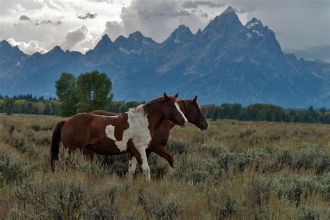 Horses In Grand Teton National Park By Mark Newman