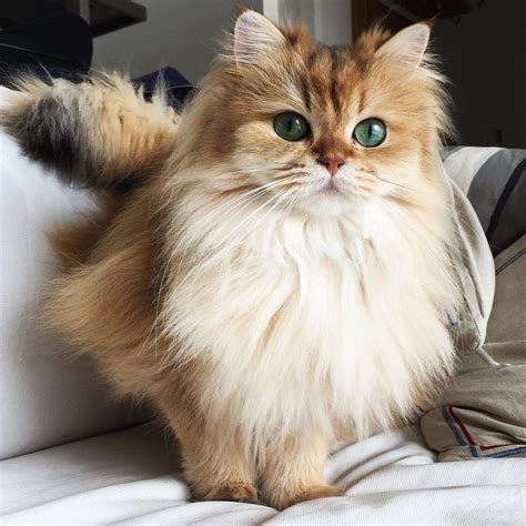 This Magnificently Fluffy Cat Looks Part Fox Cute Kittens Evcil