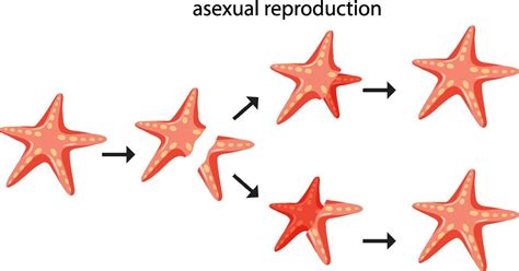 Asexual Reproduction Vector Art Icons And Graphics For Free Download
