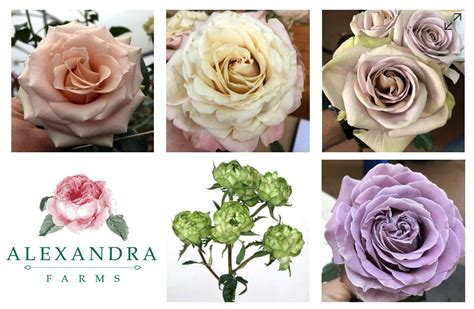 Alexandra Farms Announces Five New Garden Rose Varieties