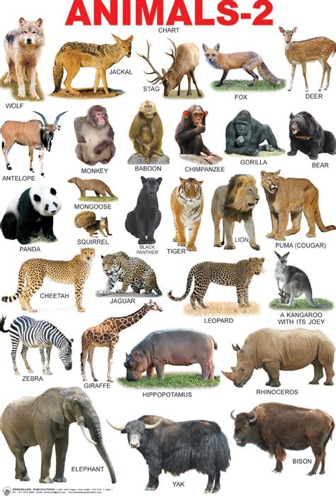 Wild Animal Images With Names