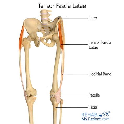 Tensor Fascia Latae Rehab My Patient