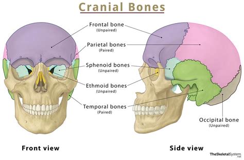 Parietal Bone Location Functions Anatomy Diagram