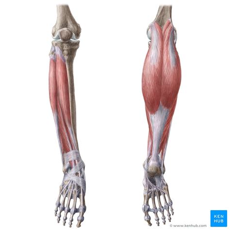 Leg Muscles Anatomy And Function Of The Leg Compartments Kenhub