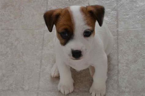 Jack Russell Terrier Rescue Michigan Petsidi
