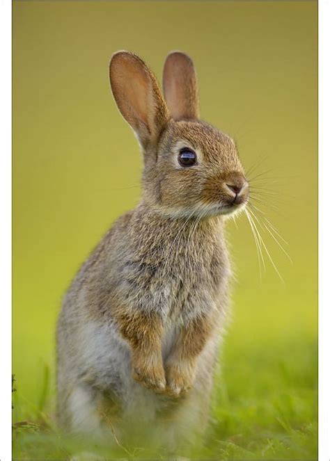 Print Of European Rabbit Oryctolagus Cuniculus Young Rabbit Stands