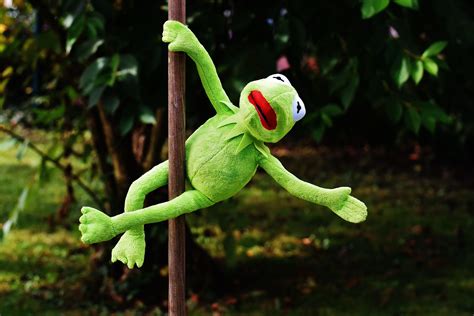 Cute Kermit The Frog Wallpapers On Wallpaperdog