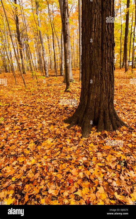 Sugar Maple Forest Hi Res Stock Photography And Images Alamy