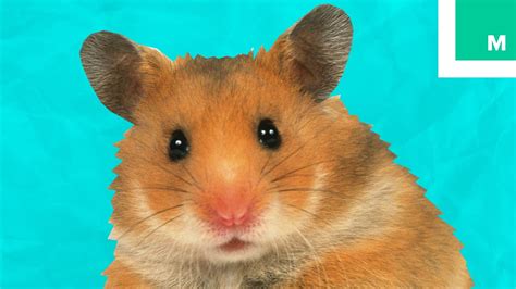 6 Weird Hamster Facts You May Not Know Fuzzy Friday