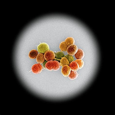 Enterococcus Faecalis Bacteria Photograph By Science Photo Library