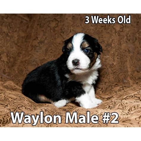 We offer 21 miniature australian shepherd puppies for sale in tennessee. Miniature Australian Shepherd Puppies For Sale Near Me ...