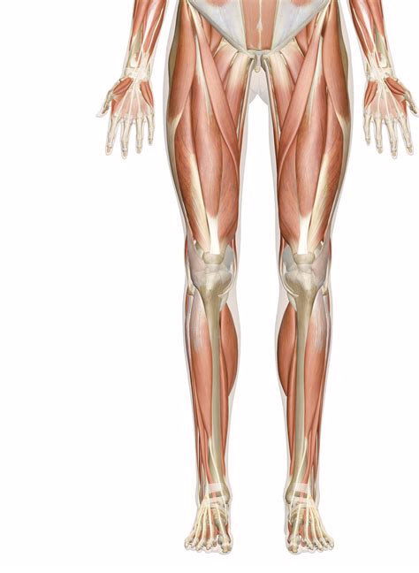 Some of the most common causes for low back pain include: Muscles of the Leg and Foot