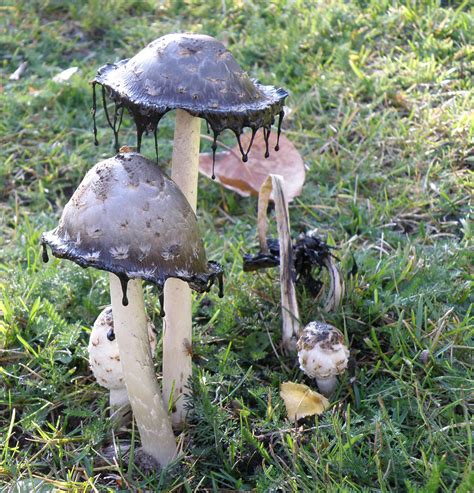 Unusual Mushrooms All Mushroom Info