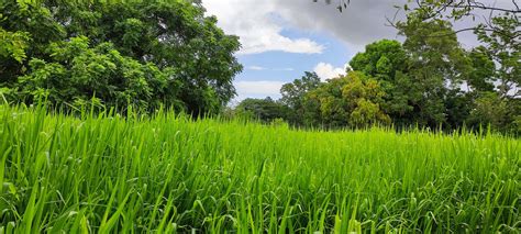 Tanzania Panicum Maximum Lenovo Seeds