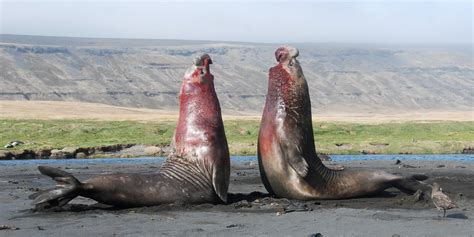 Male Southern Elephant Seals (Mirounga leonina) fighting o… | Flickr