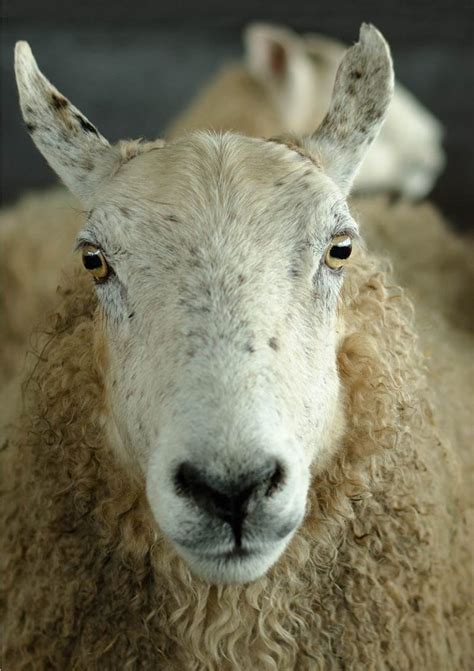 The History Of Sheep Breeding In Todays Britain And How To Understand It