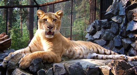 Differences Between Ligers And Tigons All About Cat Hybrids