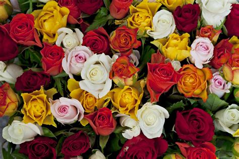 Rose Color Meanings Thatll Help You Express The Right Feelings