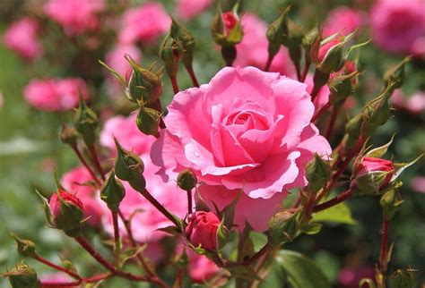 Pink Rose In Full Bloom Image Id 293379 Image Abyss
