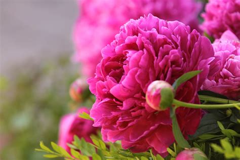 Gambar Gambar Mekar Menanam Daun Bunga Berwarna Merah Muda Flora