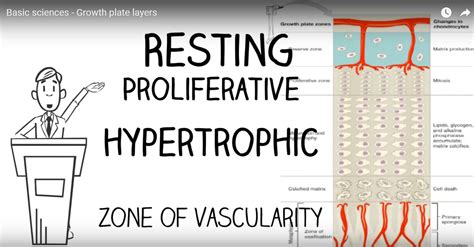 Growth Plate Layers —