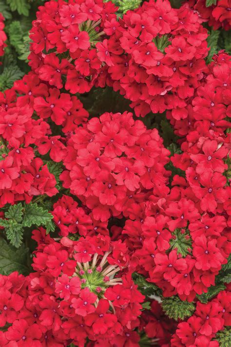 Superbena Red Verbena Hybrid Proven Winners