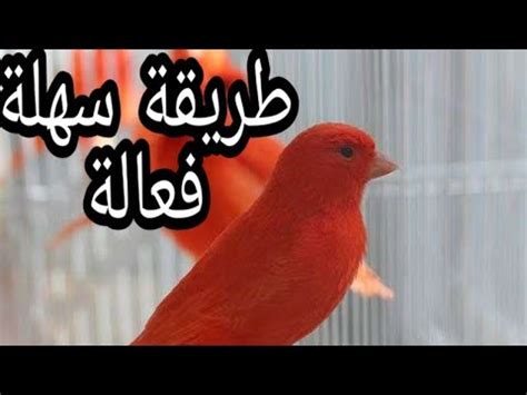 يُحكى أنه في قديم الزمان ، كان هناك فلاح بسيط ، يعيش في منزل متواضع مرفق به مزرعة صغيرة ، يرعاها جيدًا وفي أحد الأيام ، تملك الجوع من الثعلب المكار فذهب إلى الحظيرة ، وتحدث إلى الحمار والأرنب ، وقال لهما يا أصدقائي أنا أخش عليكما من هذا. متى يتم إدخال الكناري على الانثى للتزاوج | Doovi