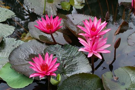 Maybe you would like to learn more about one of these? Laurence and Henry's Big Adventure: Lotus Flowers in Vietnam