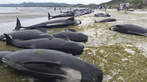 South Island More Whales Stranded As Hundreds Die Environment News