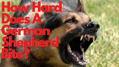 How Hard Does A German Shepherd Bite Bonus Tips For Reducing Biting