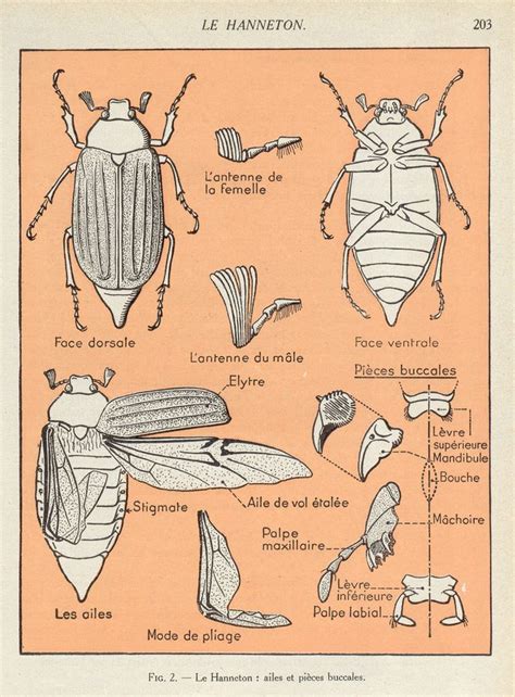 Cnat Hanneton Insect Art Scientific Illustration Insect Anatomy