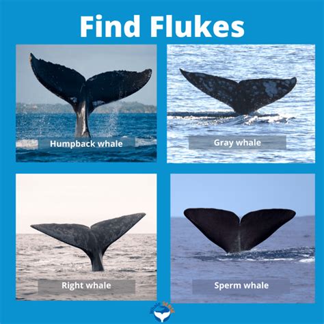 How Do You Find Whales On A Whale Watch Whale Sense