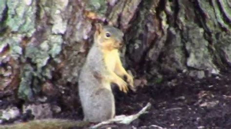 Nutty Squirrel Youtube