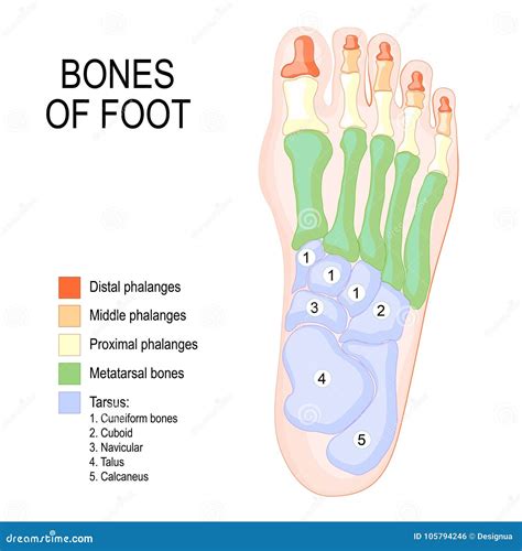 Foot Bones Diagram Labeled