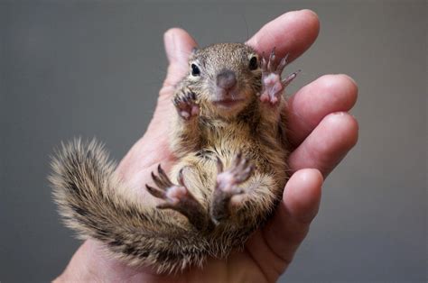 Check spelling or type a new query. How to take care of a baby squirrel | www ...