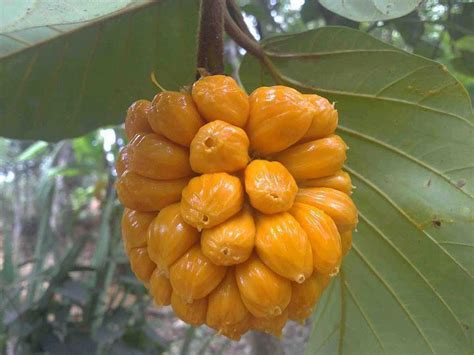 Anjili Chakka Wild Jack Fruit Ripe Healthyliving From Nature