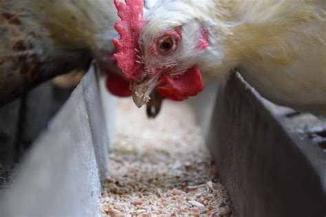 Key Rules To Start Poultry Farming In Denmark Business Plan Breeds